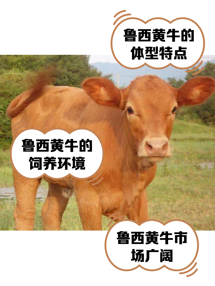 常宁最新医保取现黄牛方法分析(最方便真实的常宁医保取现黄牛怎么取方法)